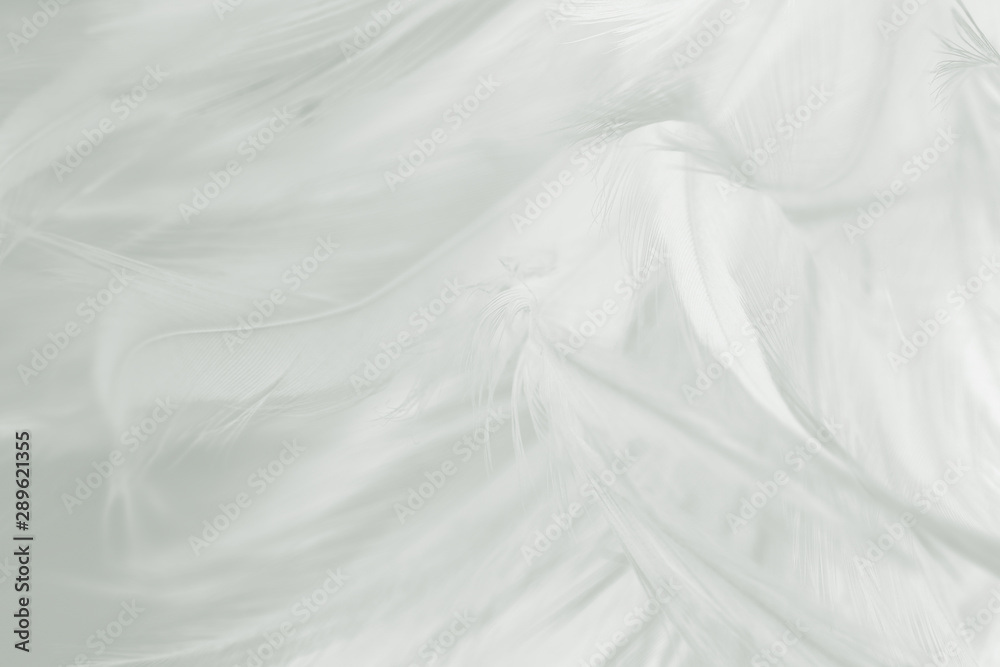 Beautiful white feather pattern texture background Beautiful white feather pattern texture background