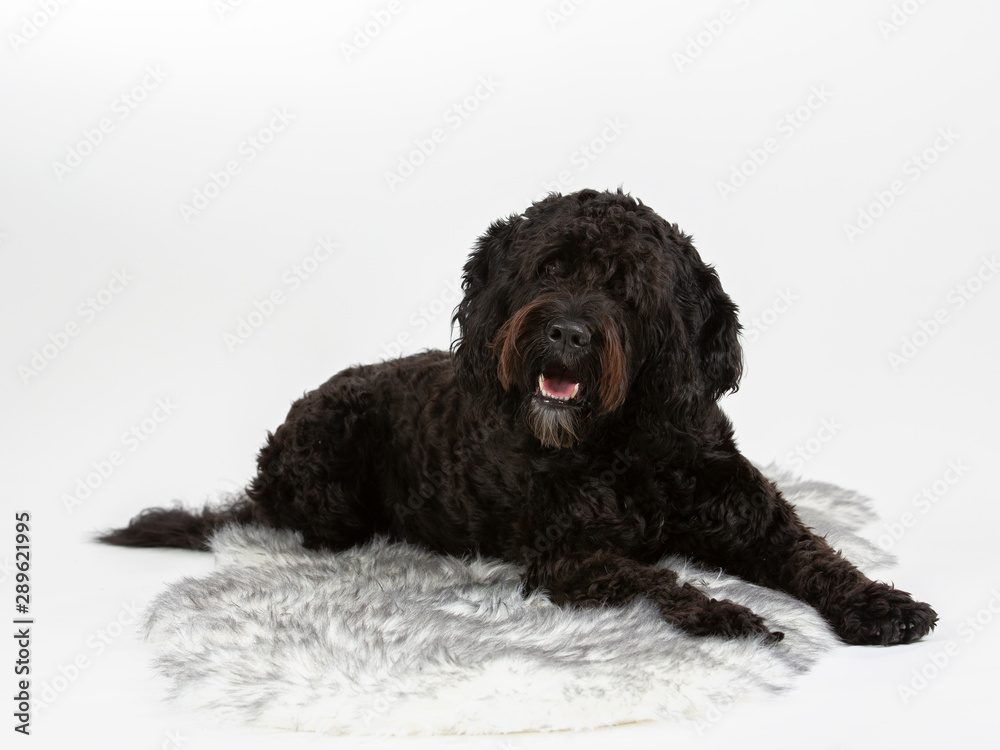 Barbet dog portrait with white background. Isolated on white, copy space.