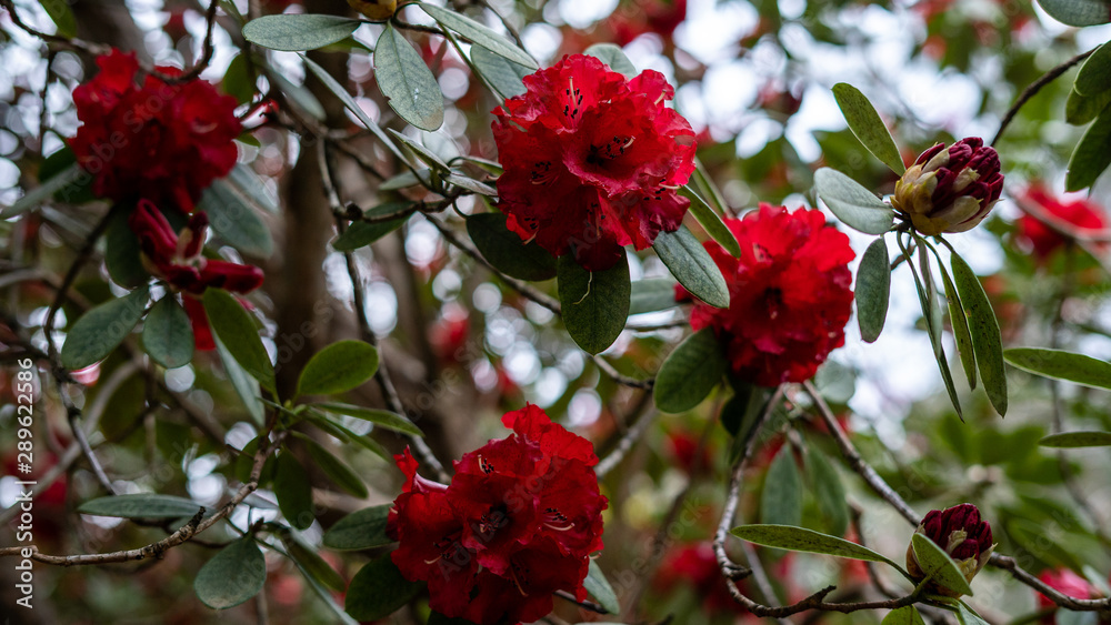 Red flower Red flower
