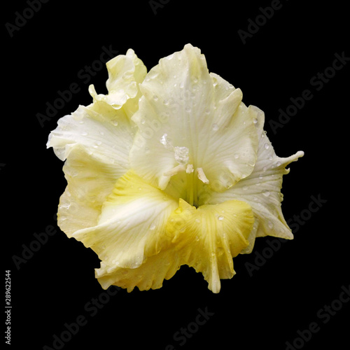 Fototapeta Naklejka Na Ścianę i Meble -  Beautiful yellow flower isolated on a black background