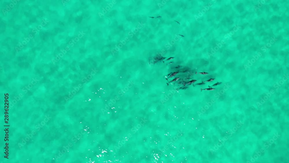 Wild pod of bottlenose dolphins swimming drone aerial video