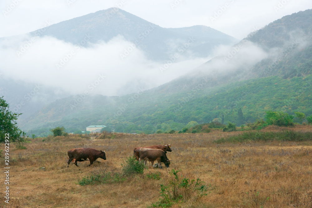 Cows in valley against foggy mountains