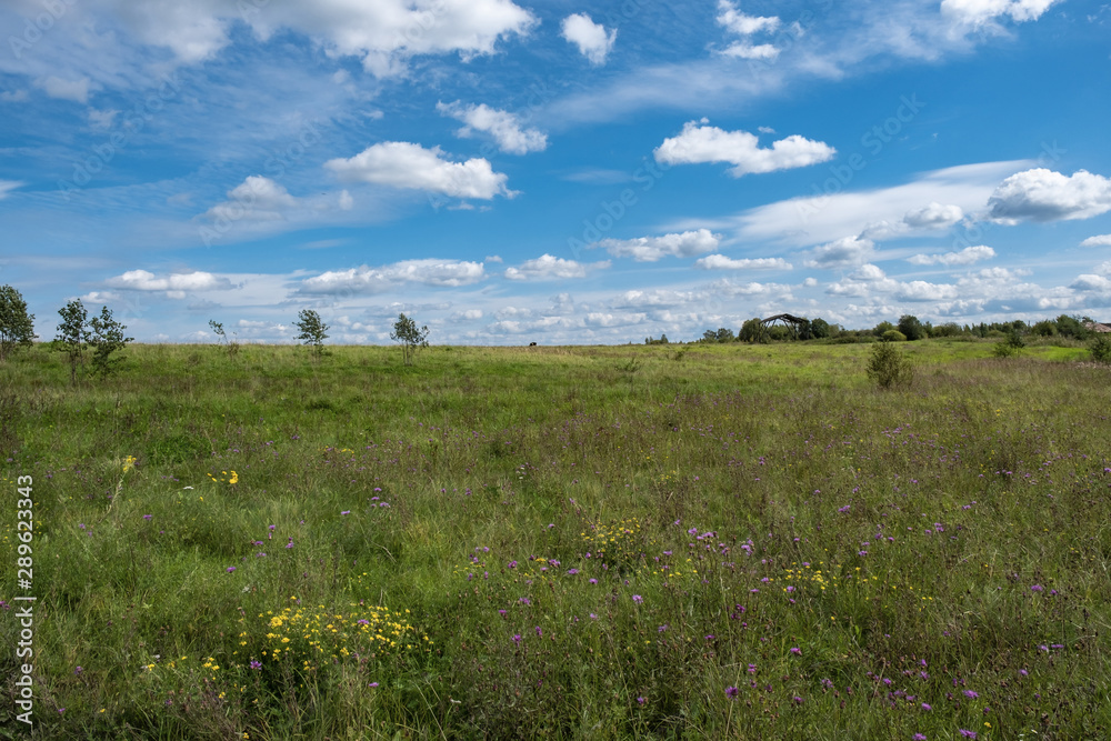 A large field with different wildflowers and a beautiful cloudy sky. 