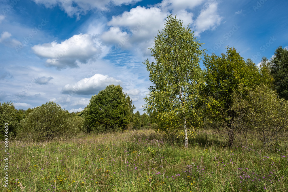 Landscape with a birch and other trees with a beautiful cloudy sky.