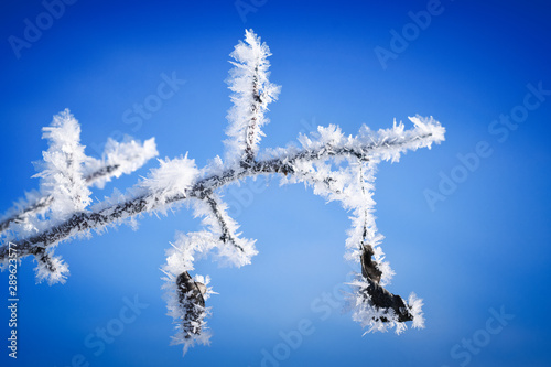 A branch of a tree covered with hoarfrost on a background of blue sky