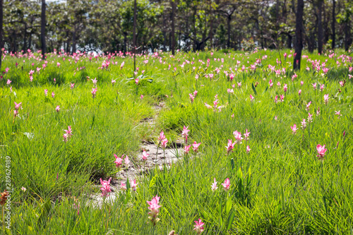 Pink Siam tulips (Curcuma sessilis), Krachiew in Thai, beautiful wild flower blooming in the jungle of national park, Chaiya phoom province, Thailand. photo