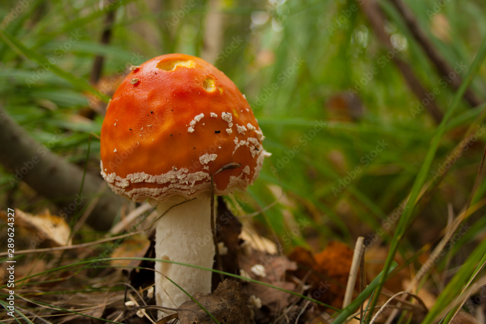 fly agaric mushroom in the forest fly agaric mushroom in the forest