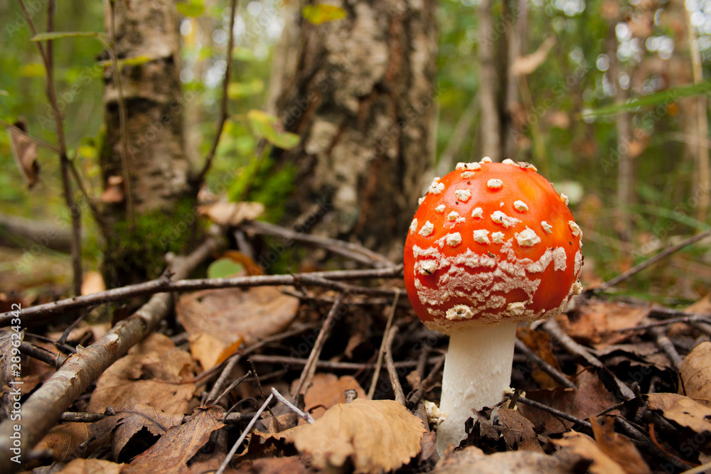 fly agaric mushroom in the forest fly agaric mushroom in the forest