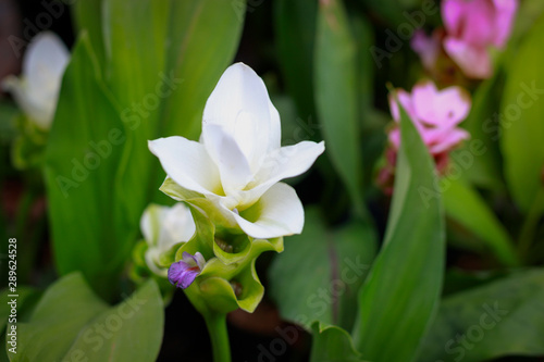 White Siam tulips (Curcuma sessilis), Krachiew in Thai, beautiful flower blooming in the garden park, Chaiya phoom province, Thailand.