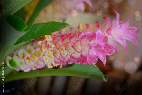 Pink Siam tulips (Curcuma sessilis), Krachiew in Thai, beautiful flower blooming in the  garden park, Chaiya phoom province, Thailand. photo