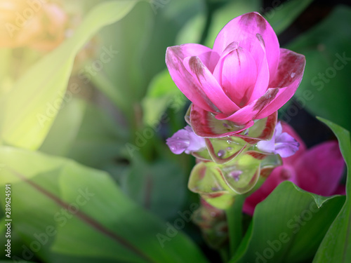 Pink Siam tulips (Curcuma sessilis), Krachiew in Thai, beautiful flower blooming in the  garden park, Chaiya phoom province, Thailand. photo