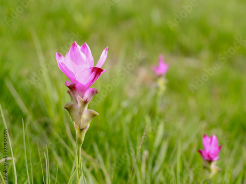 Pink Siam tulips (Curcuma sessilis), Krachiew in Thai, beautiful wild flower blooming in the jungle of national park, Chaiya phoom province, Thailand. photo