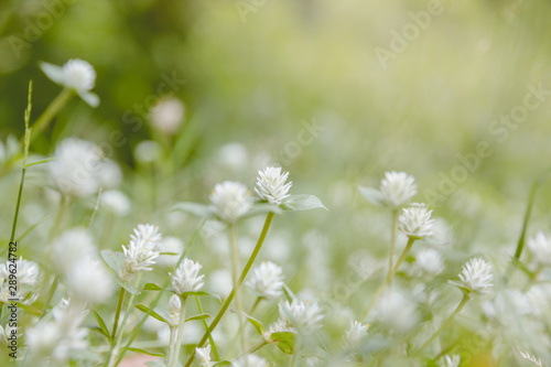 plants dandelions