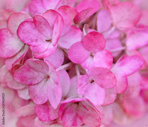 Beautiful pink hydrangea flowers. Floral background of pink flowers.