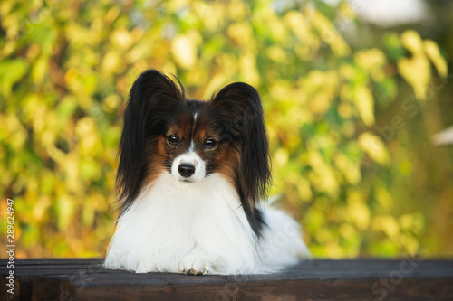 Beautiful papillon dog lying on the wooden bench in the park in bright fall. Continental toy spaniel outdoors. Close-up