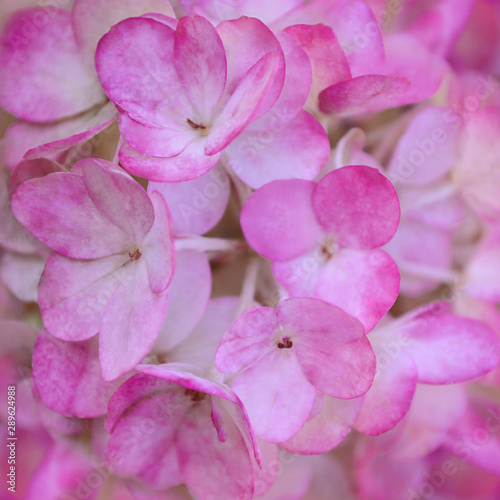 Beautiful pink hydrangea flowers. Floral background of pink flowers. © FloralShot