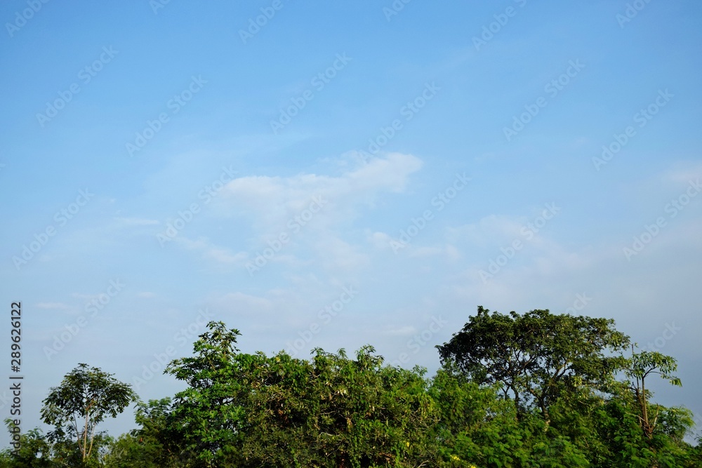 Obraz premium Bright sky with green trees