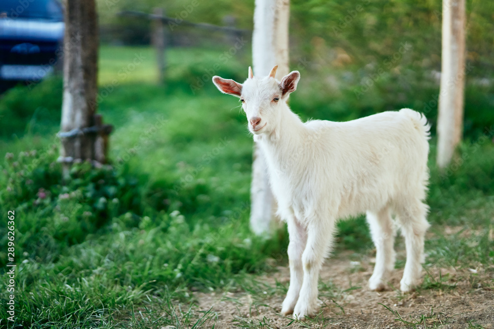 Obraz premium white goat on a meadow