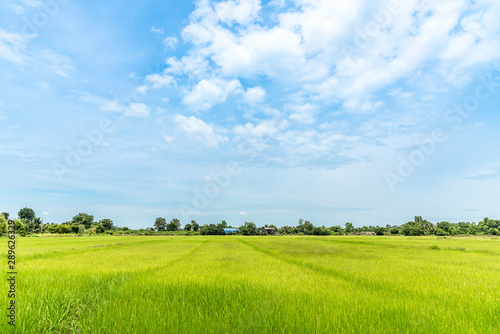 green rice field with sky and cloud in thailand with copy space