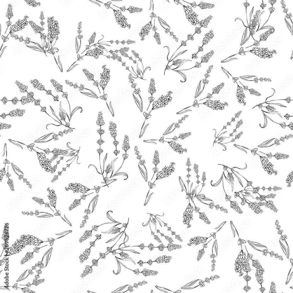 lavender natural hand drawn pattern white and black illustration. Herbal botanical  decoration background