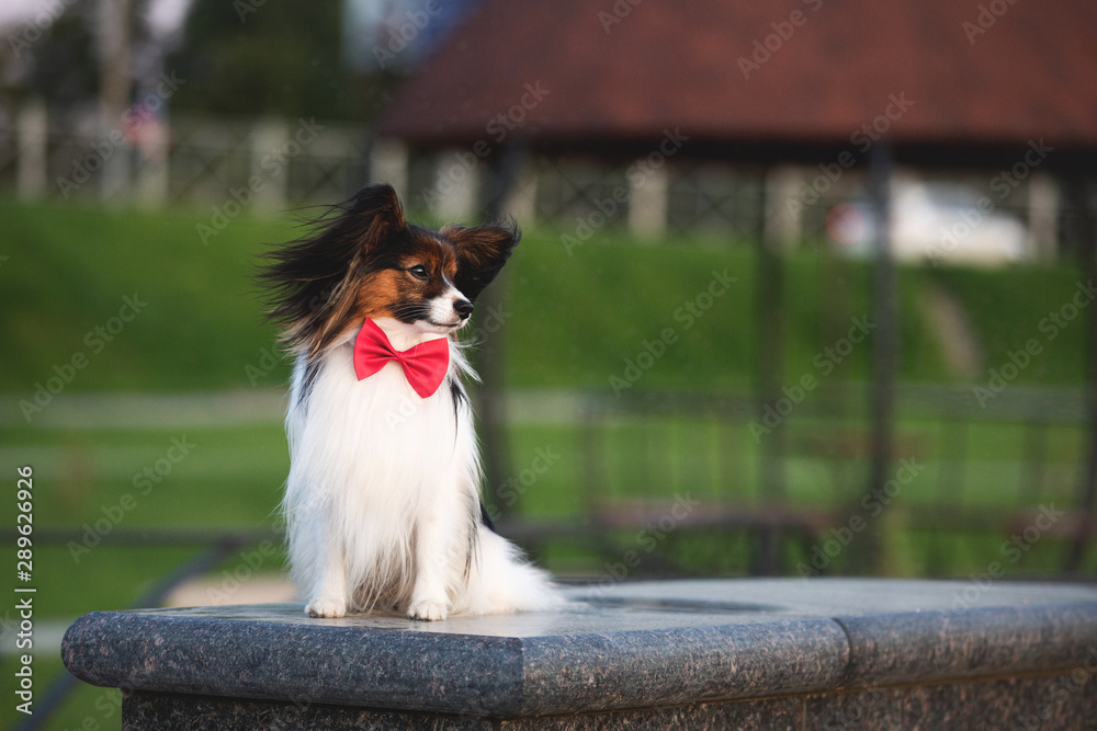 Beautiful papillon dog wearing the bow sitting on the bench in the park at sunset. Continental toy spaniel outdoors.
