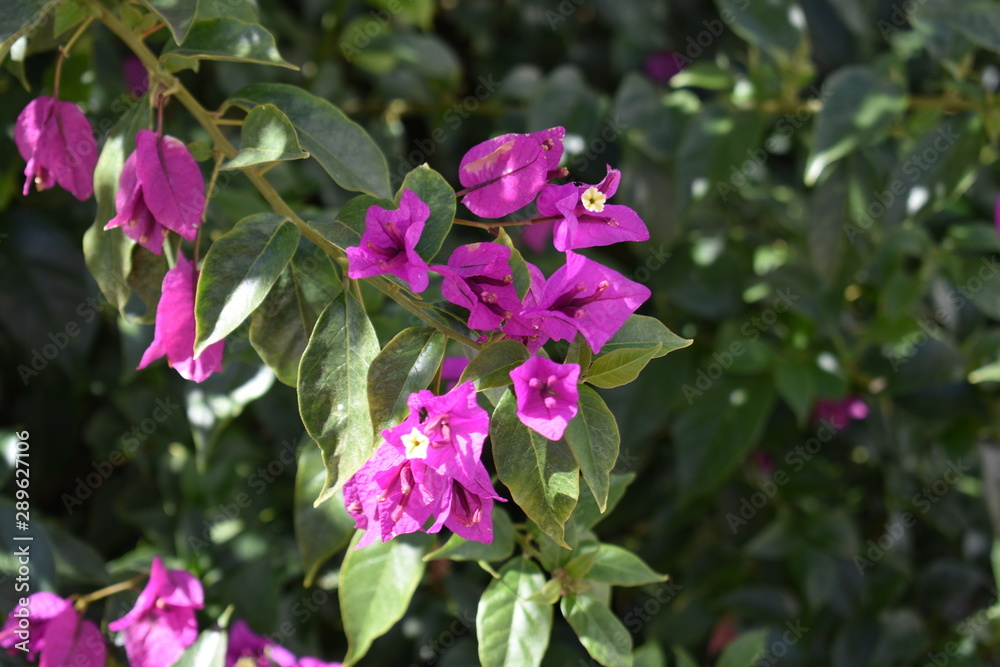 Pink Flowers