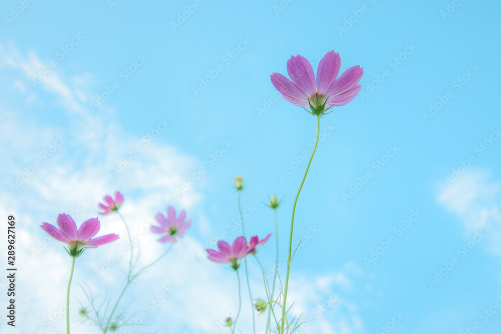 秋空にコスモス