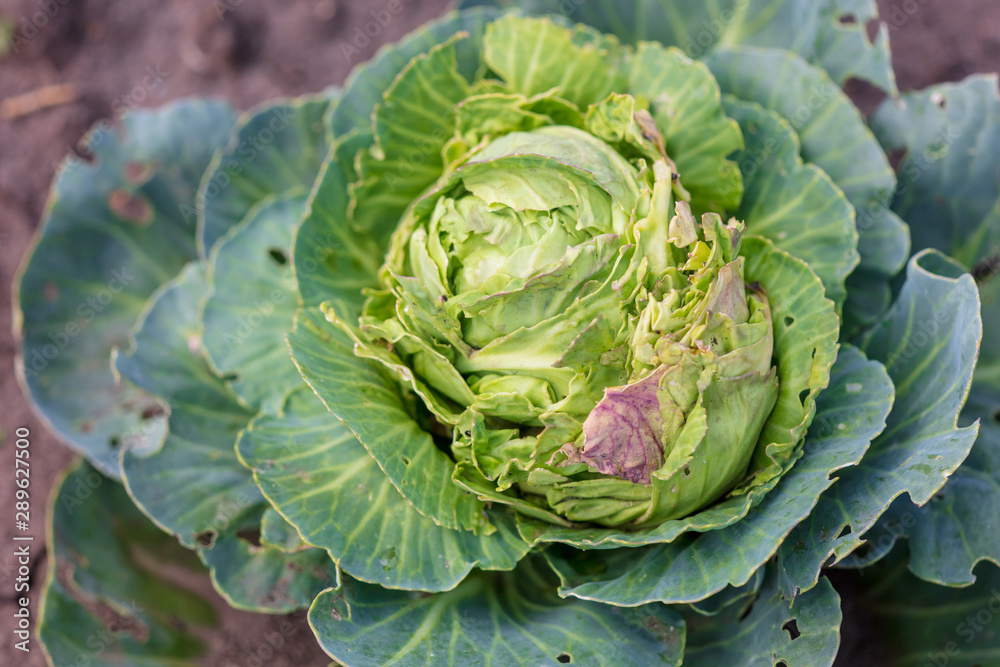 Obraz premium The cabbage exploded in the garden