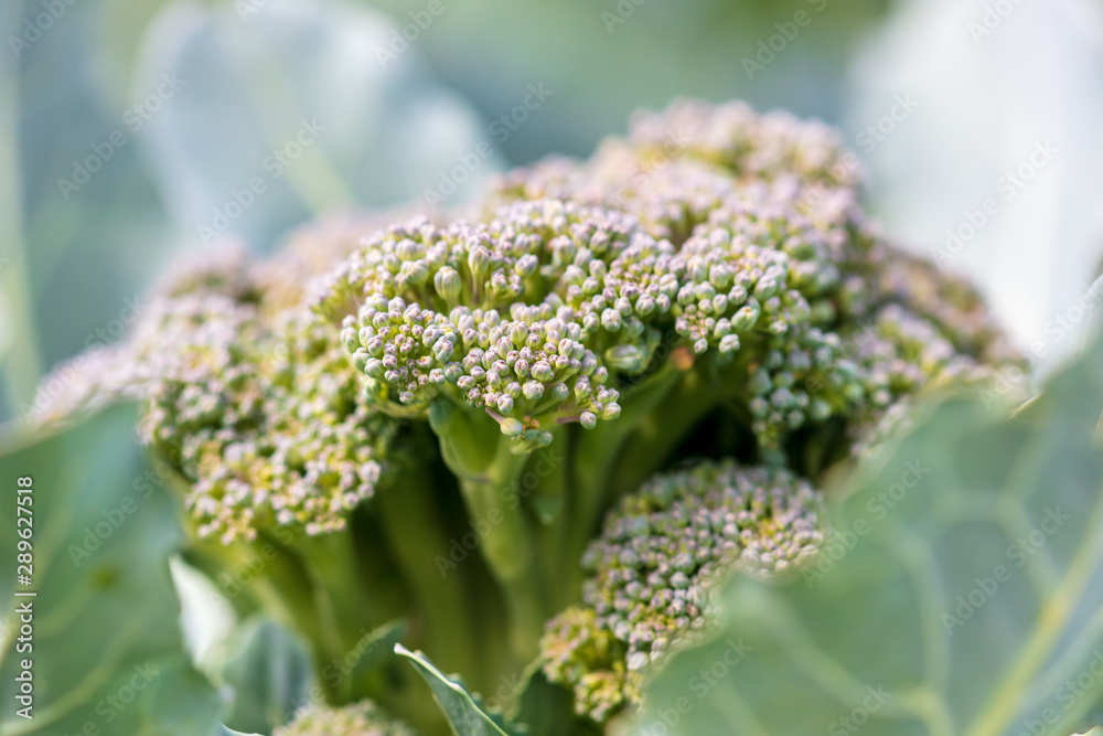 Broccoli cabbage in the garden Broccoli cabbage in the garden