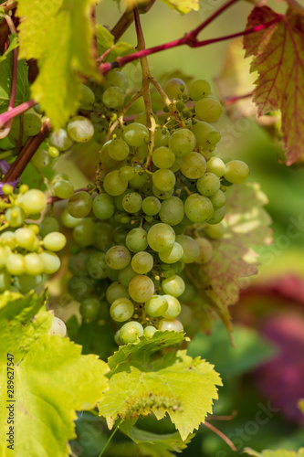 Wallpaper Mural Grapes growing in the garden Torontodigital.ca