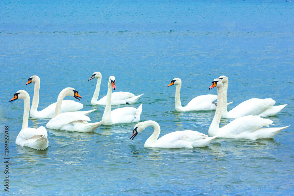 Fototapeta premium A flock of beautiful white swans with a long neck, gracefully curved, floating in the water gently blue.