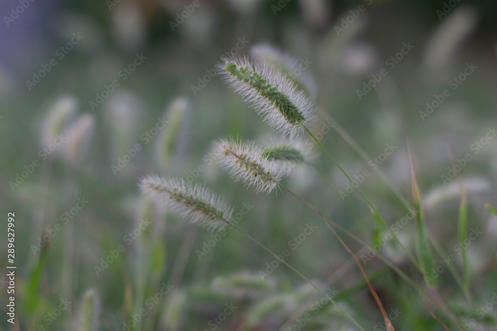 grass in the wind grass in the wind