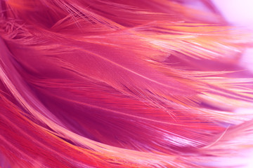 Fotobehang Roze Violet en scharlaken verentextuur  © nadtytok28