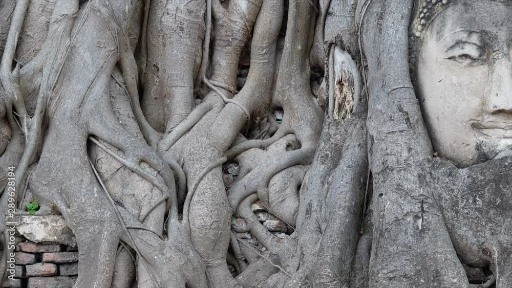 Stone head of buddha inside the root at Wat Mahathat in AYutthaya Stone head of buddha inside the root at Wat Mahathat in AYutthaya