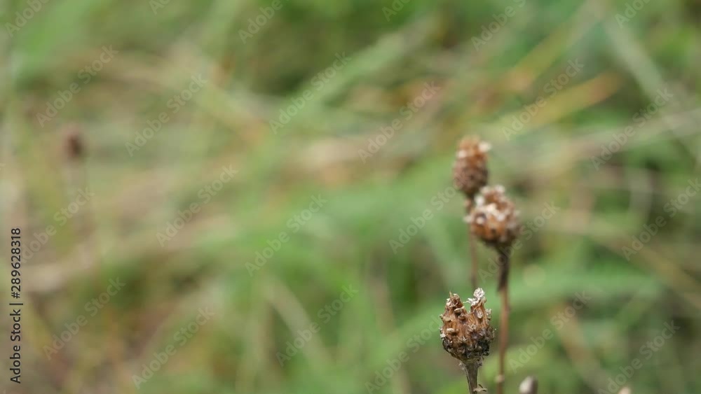 The dragonfly caught production and chews.. The dragonfly caught production and chews..