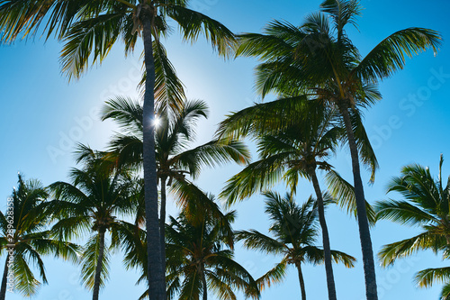 palm trees and blue sky