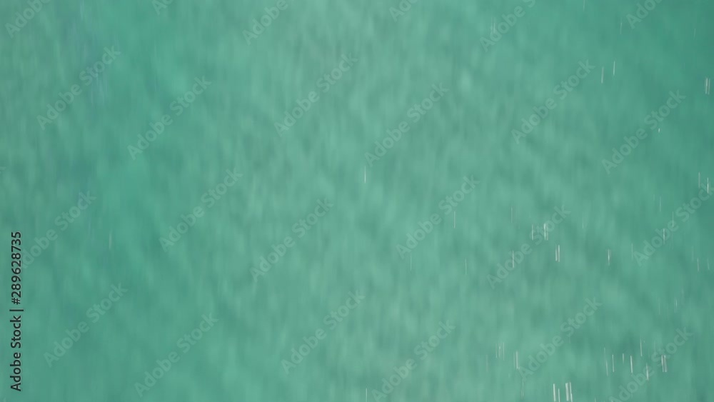 Wild dolphin pod swimming in blue water aerial drone log footage