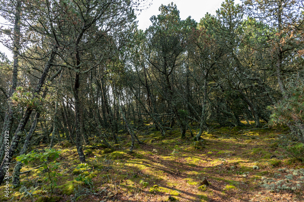 Obraz premium view of the forests in the late summer, Curonian Spit