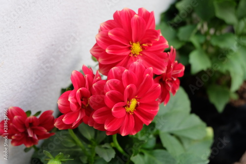 Flower in The home Garden