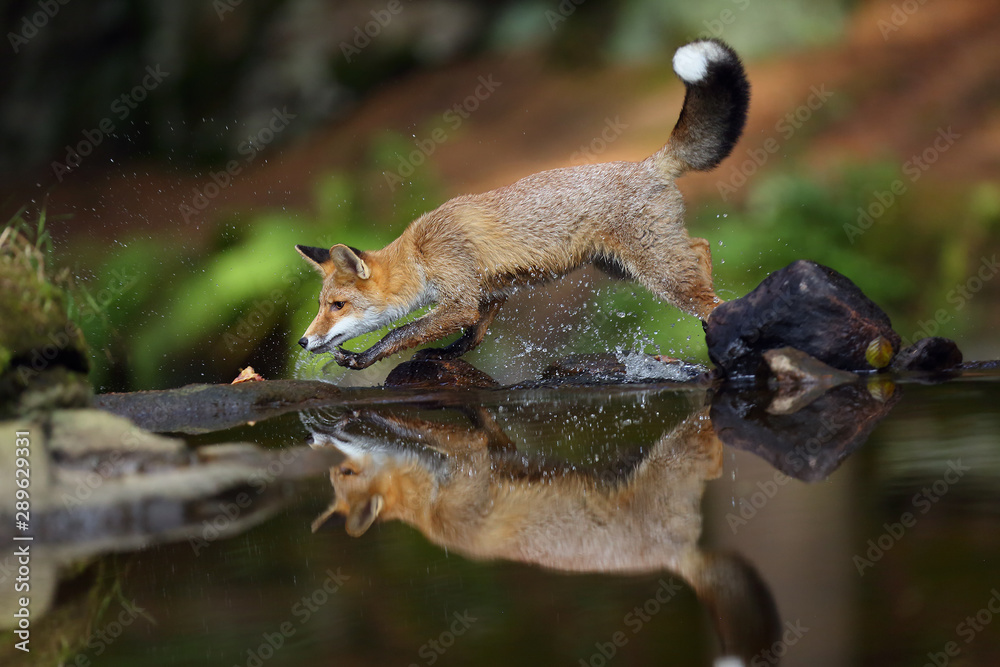Fototapeta premium Young red fox (Vulpes vulpes) sneaks near water after prey in forest. The fox is reflected on the surface of a forest creek.