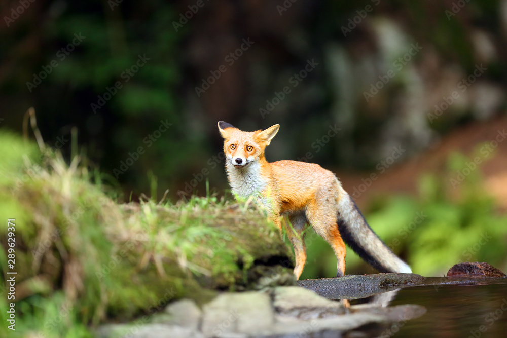 Young red fox (Vulpes vulpes) sneaks near water after prey in forest.