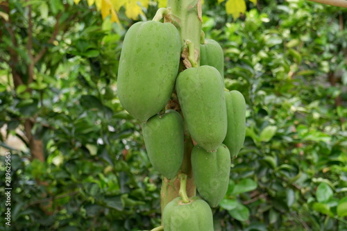 Papaya is still on the papaya tree