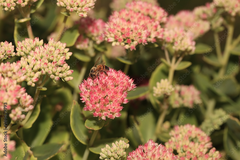 Bee on beautiful decorative garden plant. Sedum (Sedum spectabile) at autumn sunny day. Flower card background with pink sedum and sun rays or floral wallpaper Bee on beautiful decorative garden plant. Sedum (Sedum spectabile) at autumn sunny day. Flower card background with pink sedum and sun rays or floral wallpaper