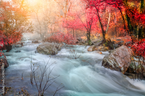 Forest in autumn with river and waterfalls. There are beautiful rivers and waterfalls in the autumn forest. Wild Autumn with beautiful rivers and waterfalls.