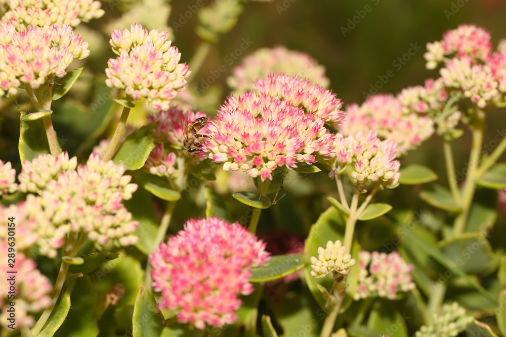 Bee on beautiful decorative garden plant. Sedum (Sedum spectabile) at autumn sunny day. Flower card background with pink sedum and sun rays or floral wallpaper Bee on beautiful decorative garden plant. Sedum (Sedum spectabile) at autumn sunny day. Flower card background with pink sedum and sun rays or floral wallpaper