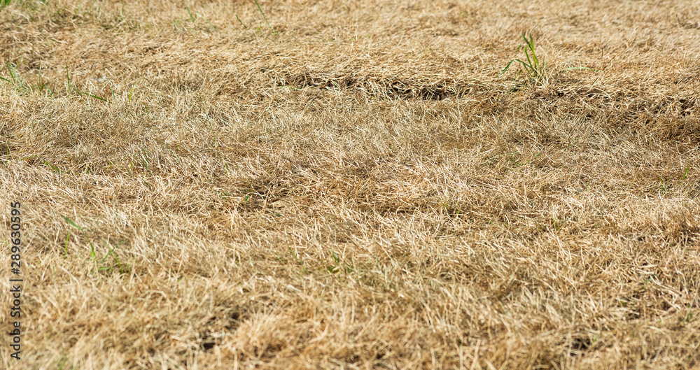 Background with field with dry yellow grass