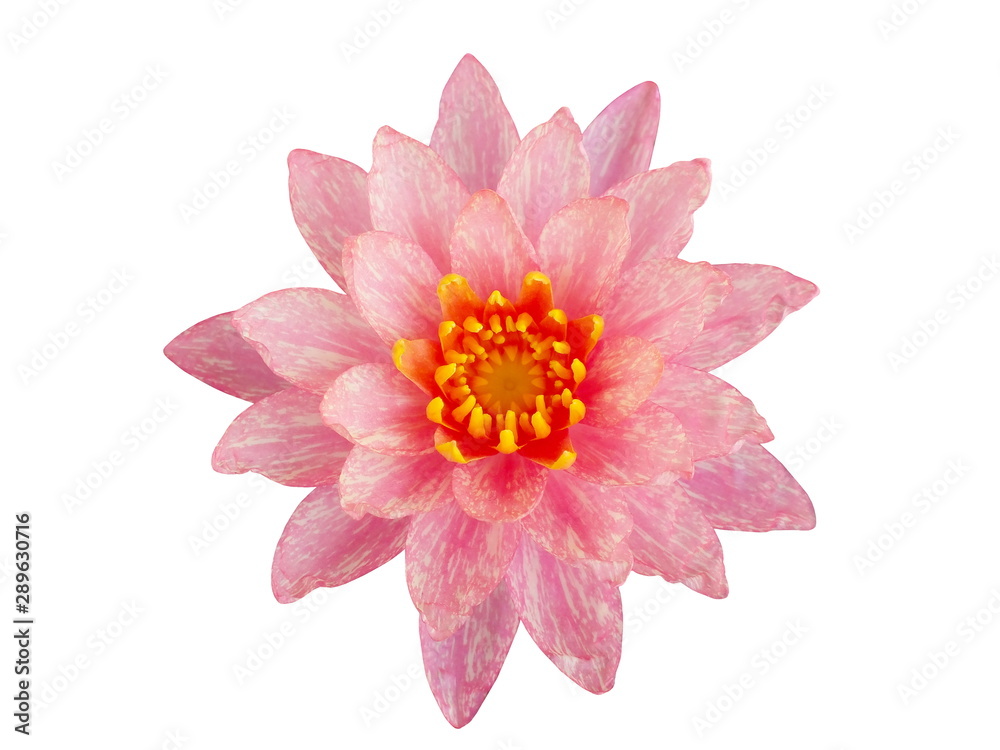 Pink lotus flower isolated on white background.top view