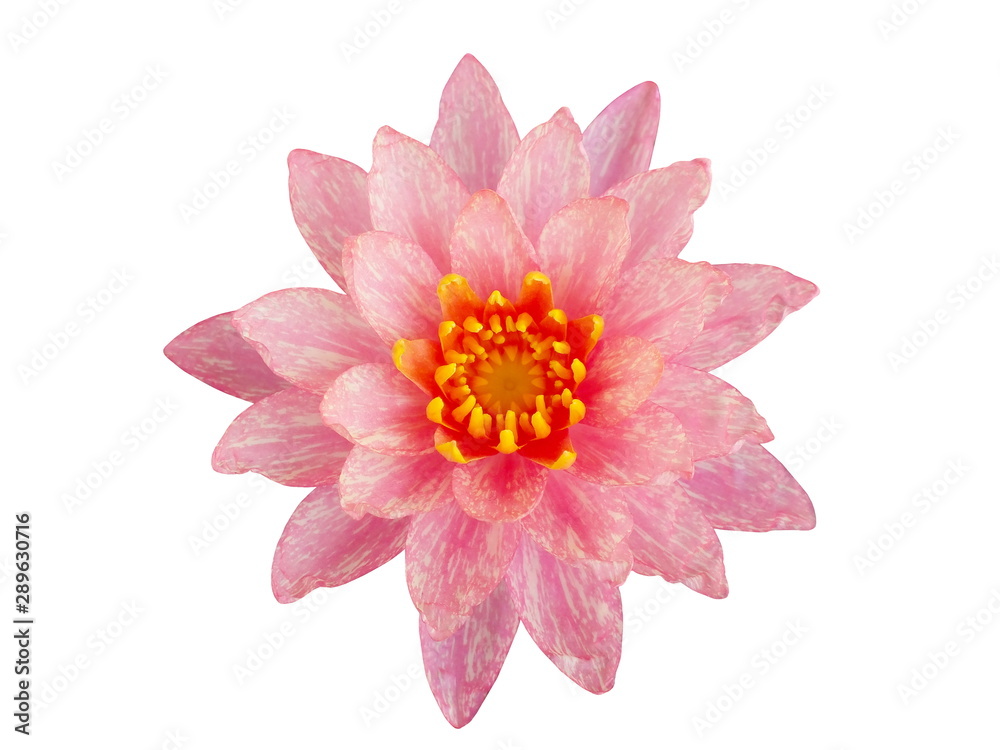 Pink lotus flower isolated on white background.top view Pink lotus flower isolated on white background.top view