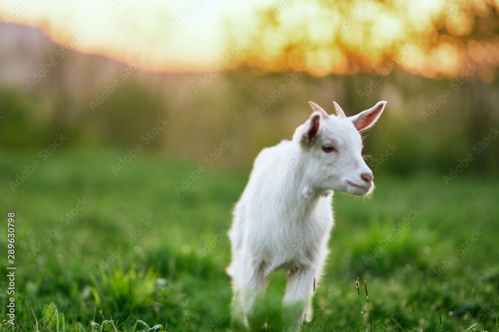 white goat on a meadow white goat on a meadow