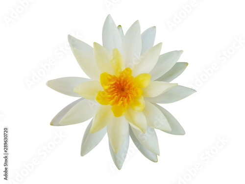 White lotus isolated on a white background.top view